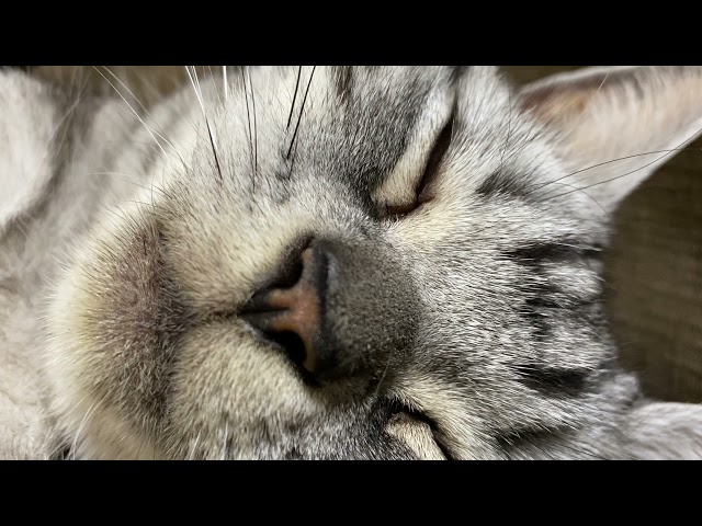 [Sleep video] Cats chill out and purring [For falling a sleep]