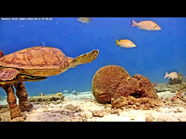 Green sea turtle enjoys breakfast in front of the Harbour Village Bonaire beach