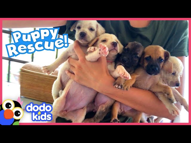 These Puppies Need A Rescuer To Save Their Mom! | Rescued! | Dodo Kids