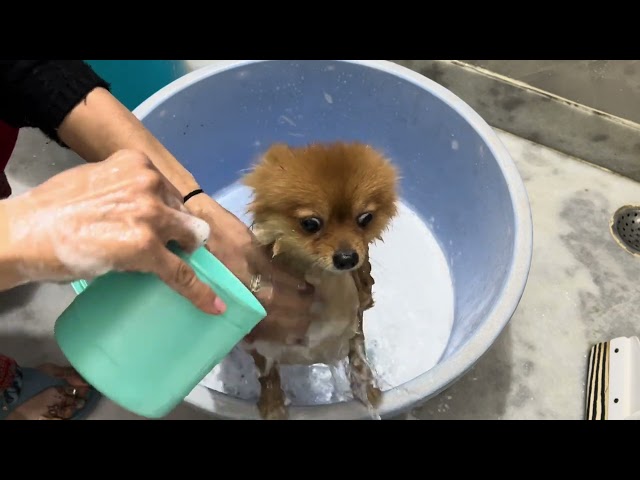 HOW TO BATH a POMERANIAN 🛁🐕🧼#like #pomeranian #bathing #funnydog #pets #share #angry