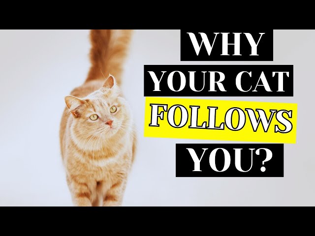 Why Does Your Cat Keep Checking In on You😺 [Must Know!]