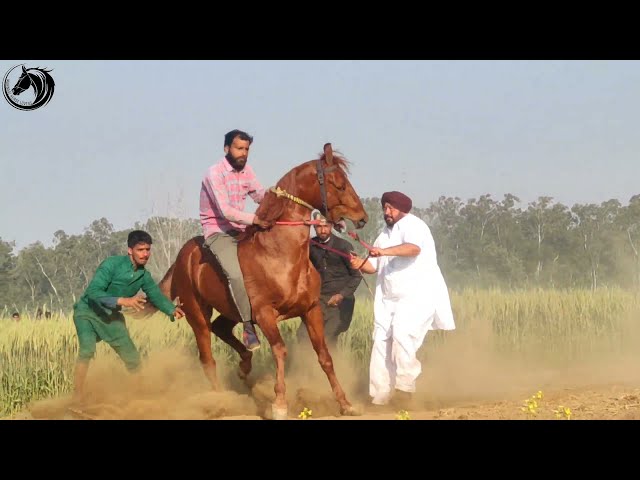 HORSE RACE OF FULL SEASON