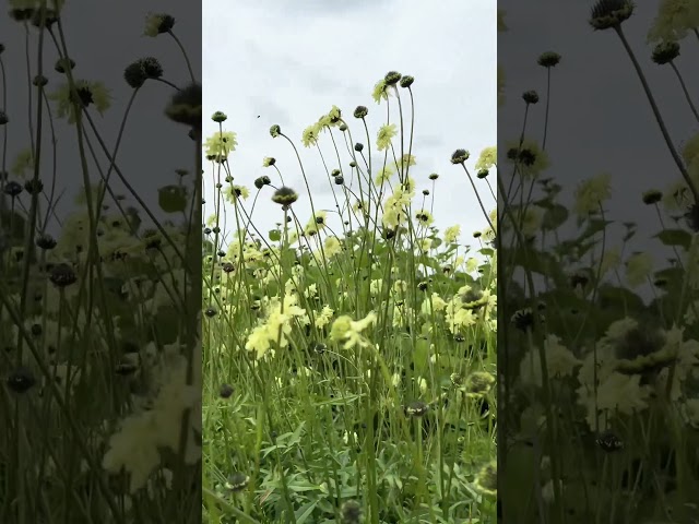 Beautiful blooms.                 #beauty#flowers#bees#shorts