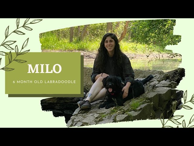 6 Month Old Labradoodle (Milo) | Best Philadelphia Dog Trainers | Off Leash K9 Training Philadelphia