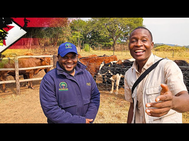 From Australia to Making Thousands of Dollars in Zimbabwe Doing DAIRY FARMING (selling Bulls ONLY)