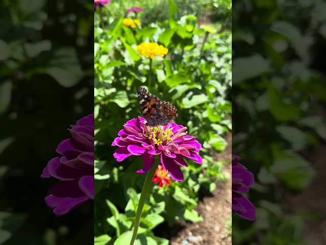 Painted lady butterfly sipping nectar from a zinnia flower 🌸