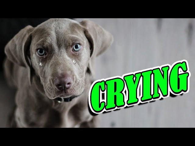 Dog Crying and Whining Loud - Sound Effects of 5 Crying Dogs