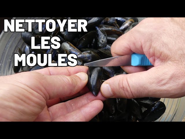 Comment Nettoyer les Moules avant la Cuisson  Tuto Cuisine