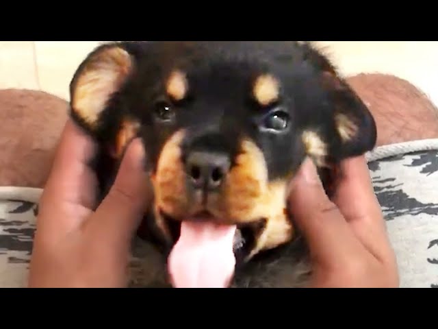 THE BEST CUTE AND FUNNY DOG VIDEOS OF 2025! 🐶 Funny Animals