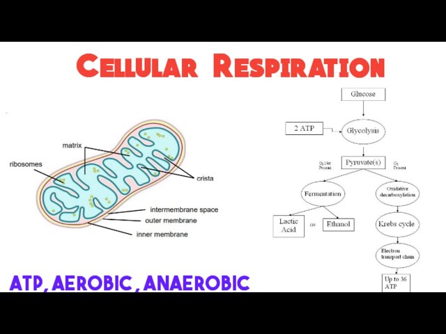 Cellular respiration - Grade 11 Life Sciences