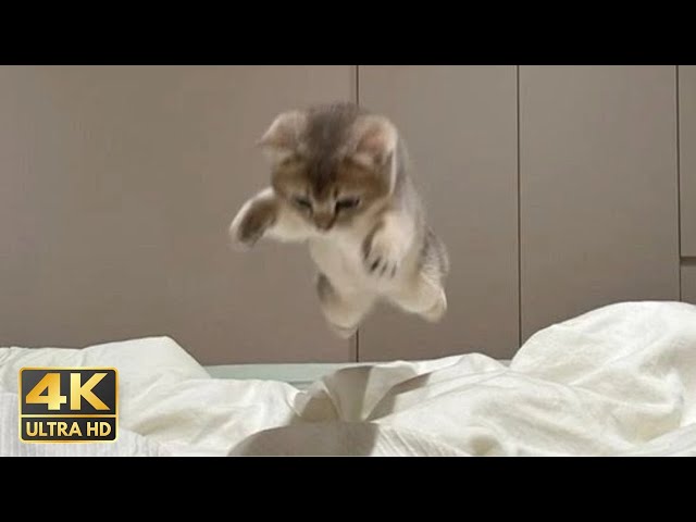 Kittens just act, nothing more ❤️ The Cutest Kittens and Cats Videos