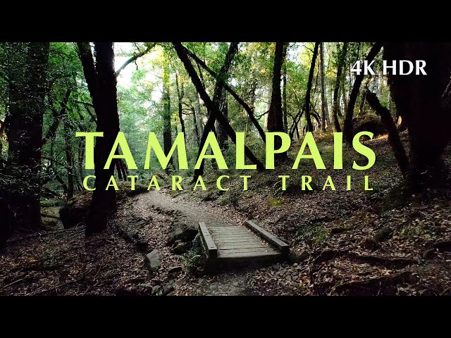 Walking in a gorgeous California forest, Cataract Trail on Mt. Tamalpais / 4K HDR