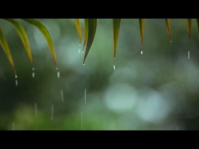 ASMR 🌧 Rain sound and piano | เสียงฝน เปียโนฟังสบายๆ | Rainonleaves 🌿 Relaxing Piano Music