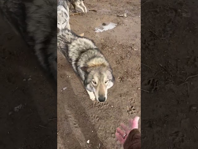 Wolfdogs Become Mud Dogs After Snow Melts #shorts #shortsfeed #shortvideo #shortsvideo #shortsviral