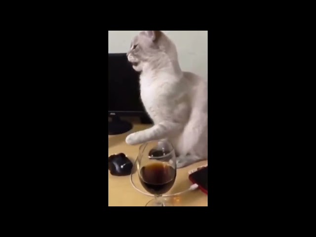 Funniest Cat Behaviour EVER! Funny Animal Video 2022