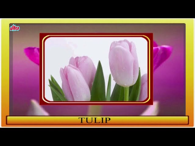 Flowers Name For Children | Preschool Learning Videos | Educational Videos In Bhojpuri