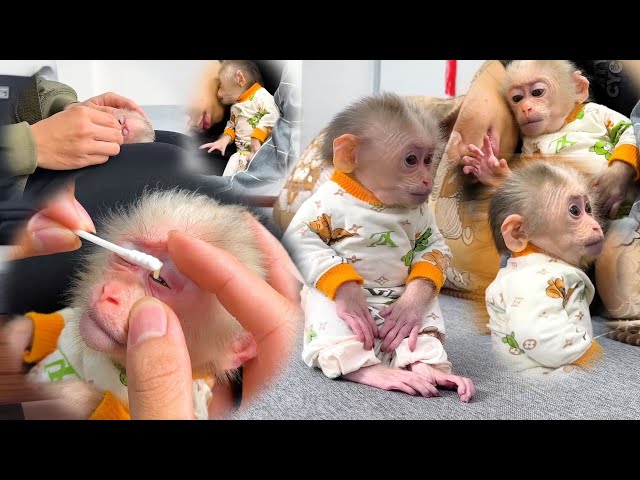 Video activity lala eye pain By Family BiBi & Monkey BiBi