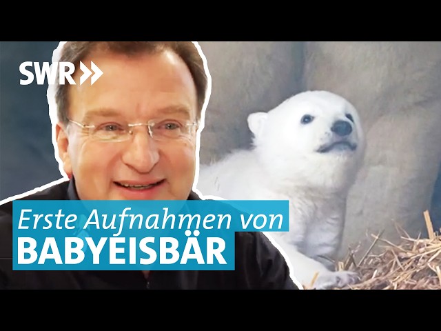 Was macht der Eisbären-Nachwuchs im Karlsruher Zoo?