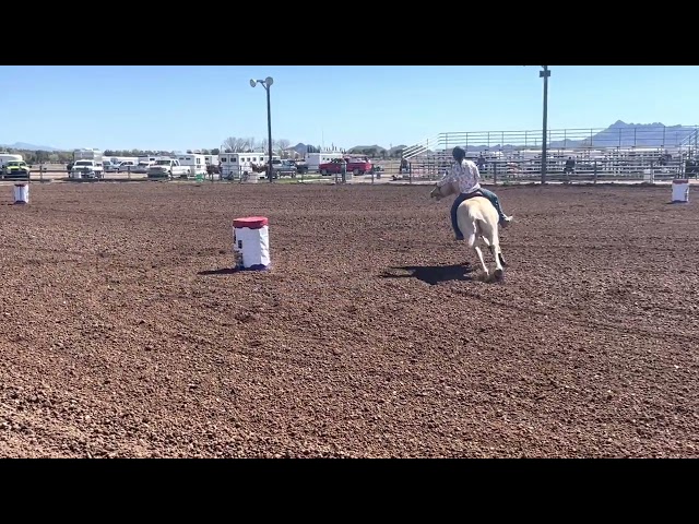 Such a Cute Horse Learning The Pattern