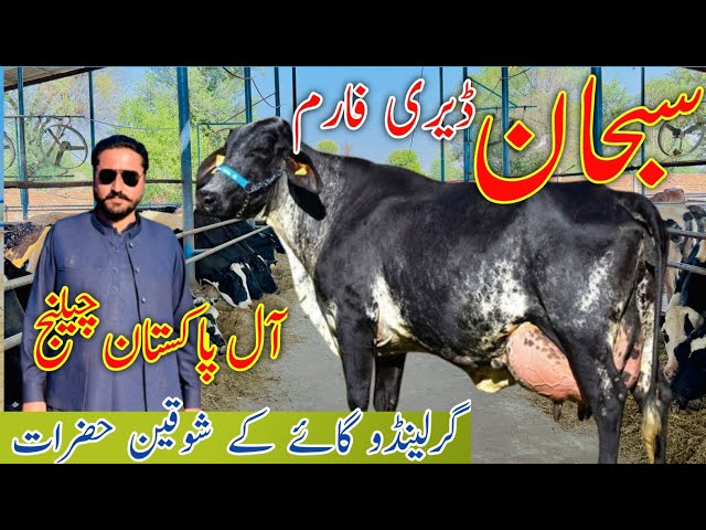 Subhan Dariy Farm | World Highest Milking 45Kg  Girolando Cow Vs Jersey Cow Breed 19:1:2025