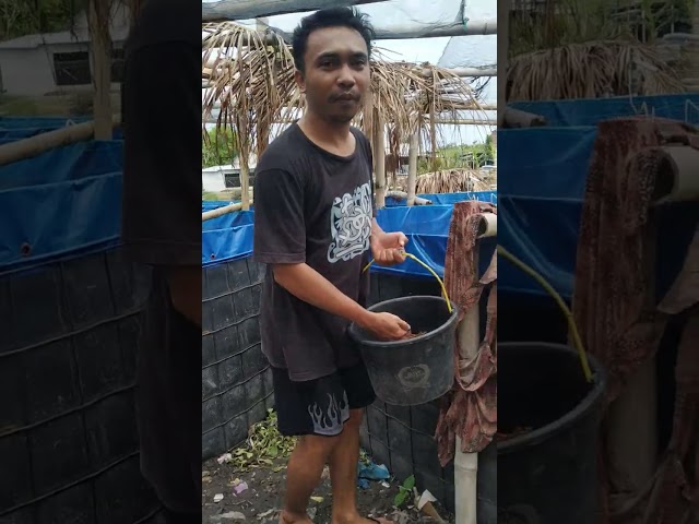 Pemberian Pakan untuk Ikan Lele Sistem Budidaya Minim Air di Desa Semoyang PRATIM LOTENG NTB