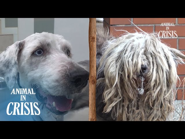 Neglected For 7 Months, Dog Carries 5kg Matted Fur l Animal in Crisis Ep 450