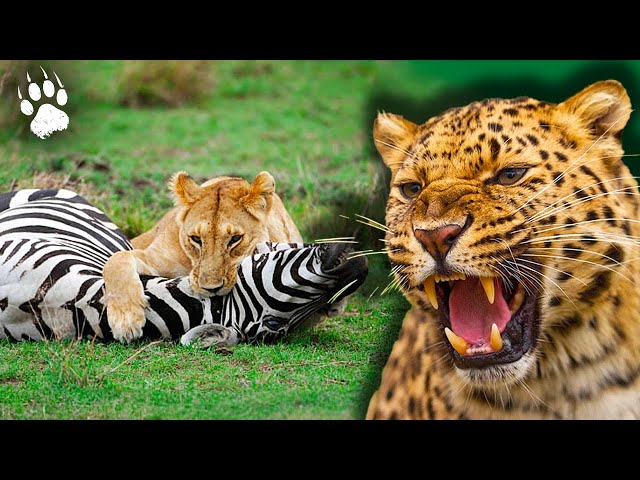 Predators and Prey: An Eternal Struggle in Africa ? 🐾