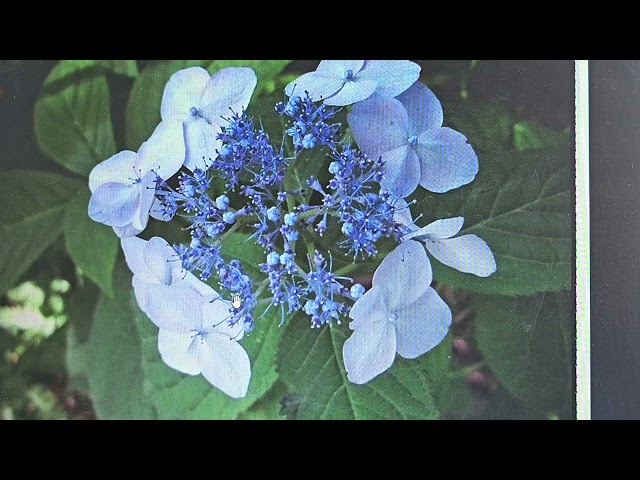 토종야생화이야기 39화_설탕 보다 1000배 달달한 차수국_당뇨 걱정없이 설탕 맘것 드세요!_Tea tree