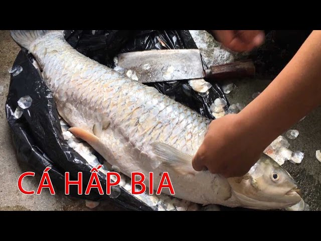 Cá 10kg hấp bia gia vị tân hoa ban food ngon miễn chê