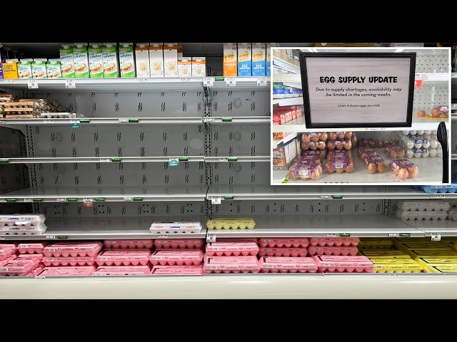 Americans grapple with egg shortage as bird flu devastates flocks