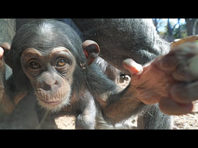 かわいいコサチ　よこはま動物園ズーラシア　チンパンジー　202501