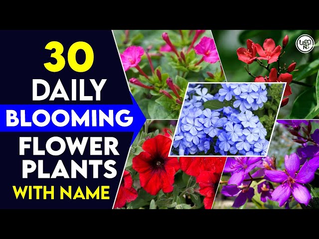 30 Daily Blooming Flower Plants in India | Best Perennial Plants for Everyday Bloom