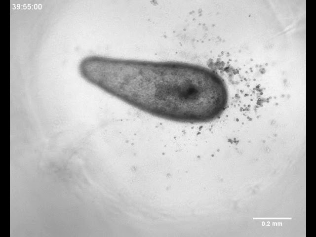 Mouth Function Determines the Shape Oscillation Pattern in Regenerating Hydra Tissue Spheres