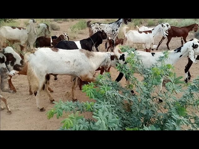 Goats meeting goats and goats