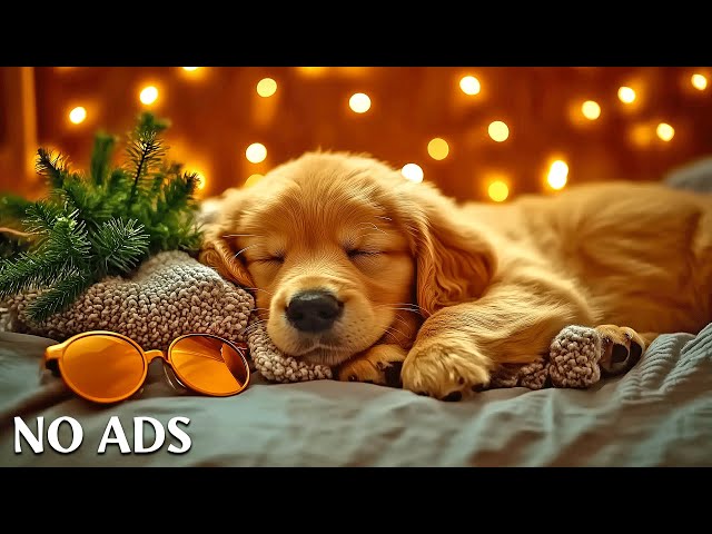 12 Hours of Music to Calm Dogs 🎶 Relaxing Sounds for Sleep 🐾 Stress Relief for Pets ⭐ No Ads