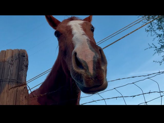 Simple Joys: Eating farm-fresh veggies and meeting horses. #happyanimals