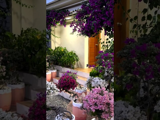 Bougainvillea Garden / Tips and tricks / grafted / Flowers Bloom / new Collection / rare / grow