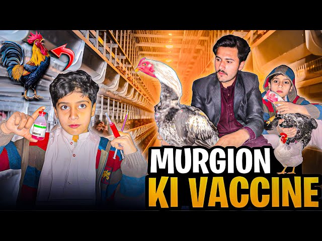 Murgion ke vaccine ke💉||Fateh Ali Vlogs