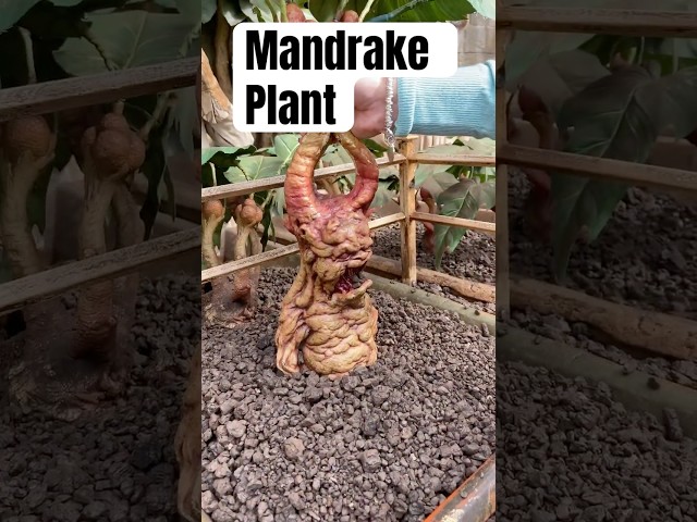 Screaming Mandrake Plant Close Up Harry Potter #harrypotter #mandrake #viral