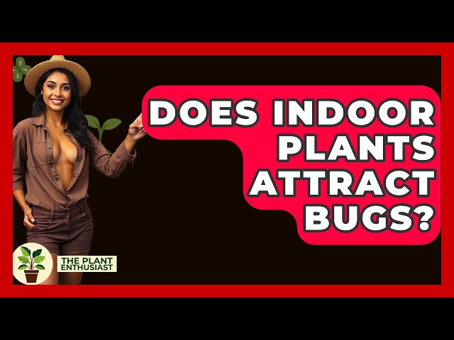 Does Indoor Plants Attract Bugs? - The Plant Enthusiast