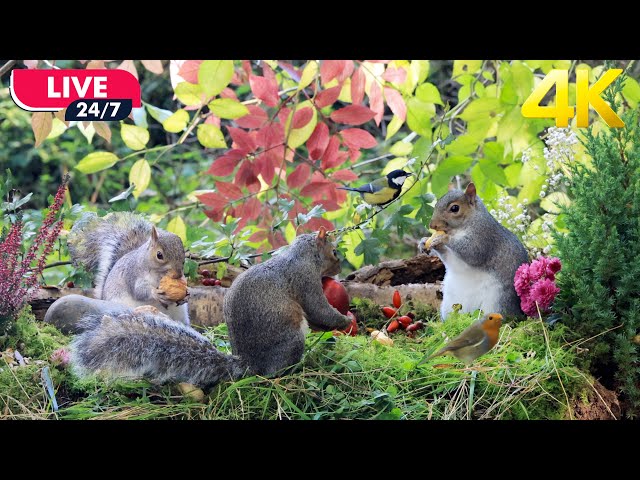 🔴24/7 LIVE Cat TV for Cats to Watch😺Hungry Squirrels & Cute Little Birds with Calm Forest Sounds