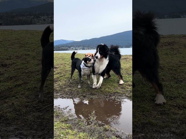 The Boys Having Fun! 🐾 #dog #funny #puppy #shorts #trending #fyp #shortvideo