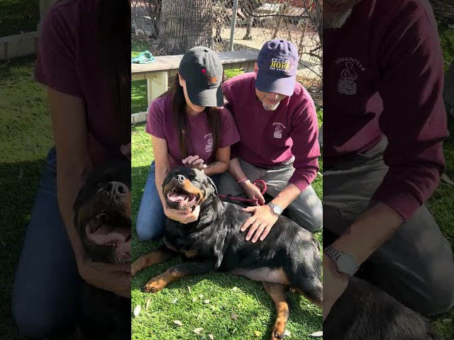 NEW A5669452 Mindy | Rottweiler