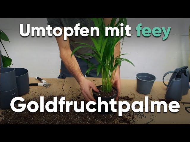 Wie topfe ich eine Goldfruchtpalme um? - Umtopfen mit feey