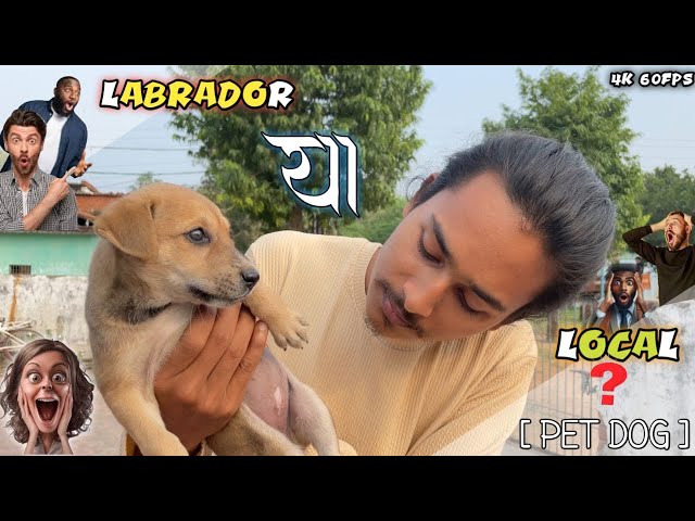 LABRADOR HAI YA LOCAL DOG | PET DOG🐶