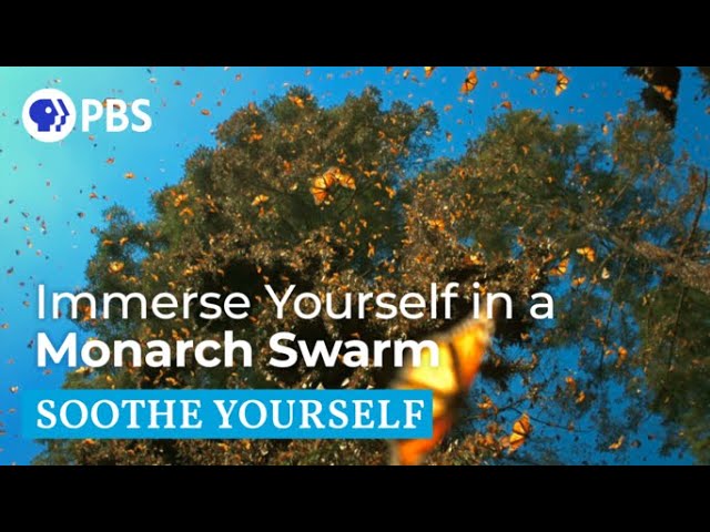 Immerse Yourself in a Monarch Swarm