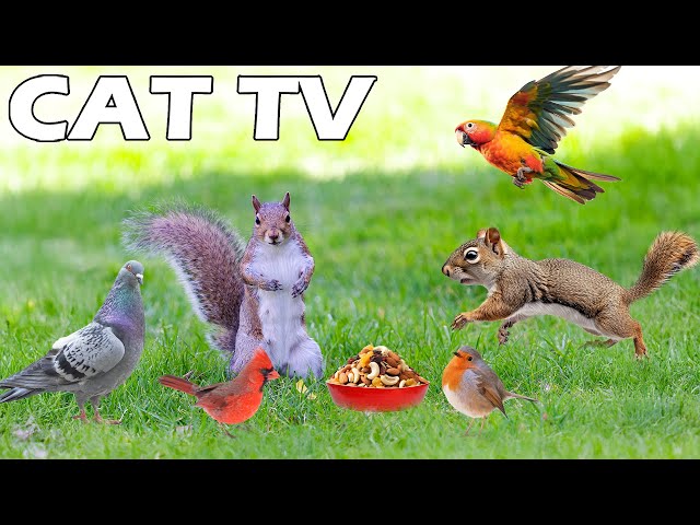 BEST FOR CAT TO ENTERTAIN 😸 Squirrel & Bird Squabble Over Food On Green Grass🦜 CAT TV Relax Your Cat