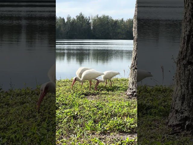 White Ibises foraging #birding #whiteibis #floridabirds #floridawildlife #urbanwildlife #nativebirds