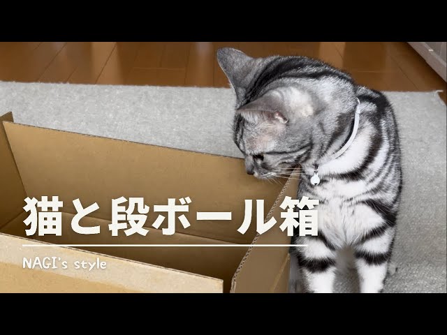 家に来た段ボール箱は全部調べるアメショー猫の凪~Cat and cardboard box~ #3