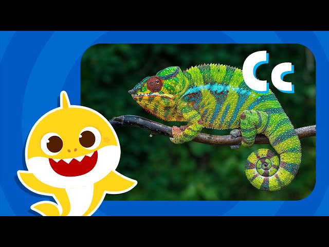 Letter C | Learn Alphabets with Baby Shark | Learn Letters | Learn English | ABC Puzzle